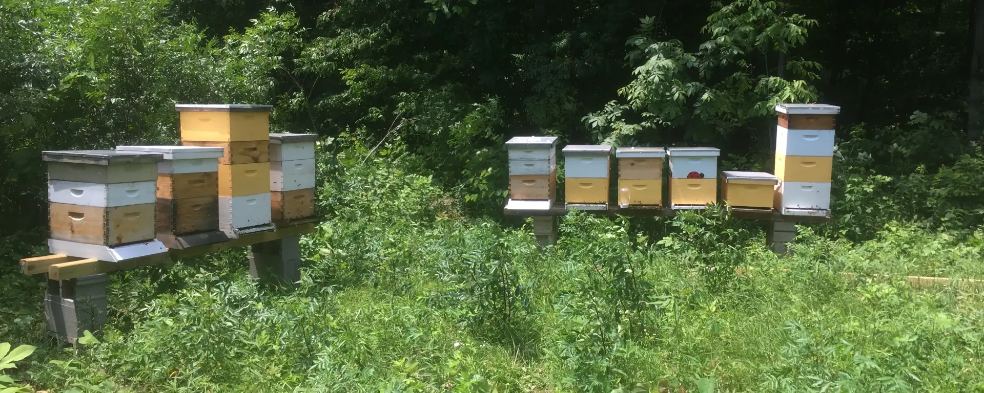 A Day On a Farm — Honey Harvesting